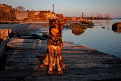 Dog standing on wood against sky during sunset