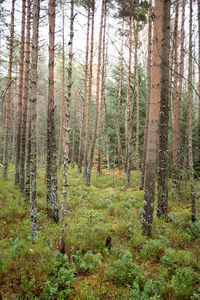 Pine trees in forest against sky