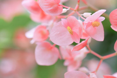 Close-up of pink flowers blooming outdoors