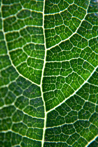 Full frame shot of leaf