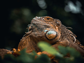 Close-up of iguana