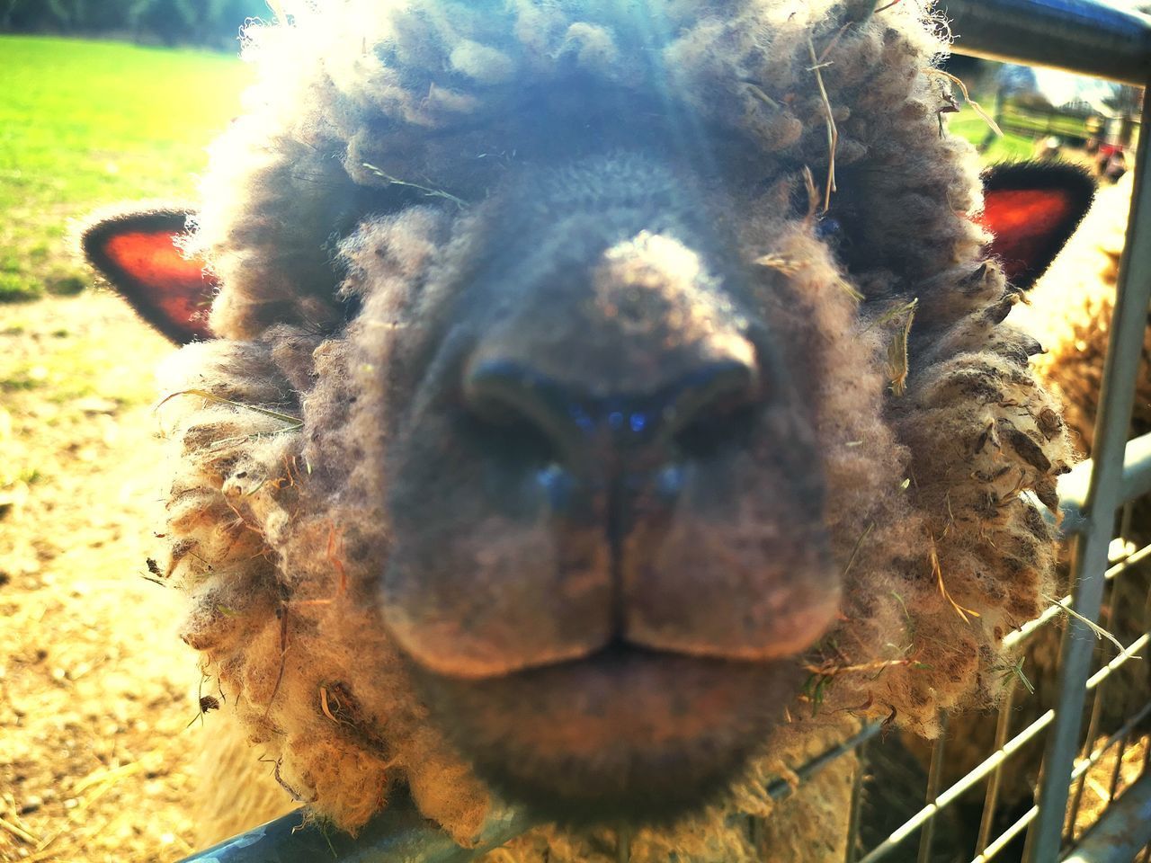 CLOSE-UP PORTRAIT OF A YOUNG ANIMAL