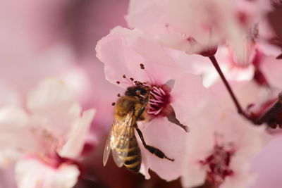 Close-up of bee on pink flower