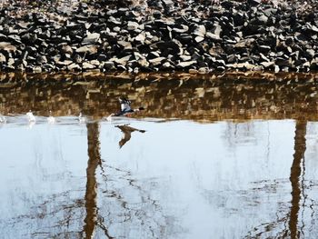 Reflection of man jumping in water