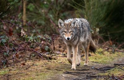 Portrait of wolf walking in forest