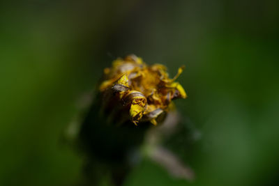 Close-up of insect on flower