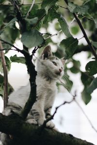 Low angle view of a squirrel on tree