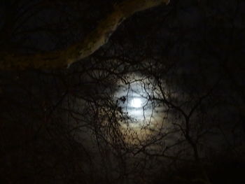 Low angle view of silhouette trees against sky at night
