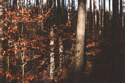 Trees in forest