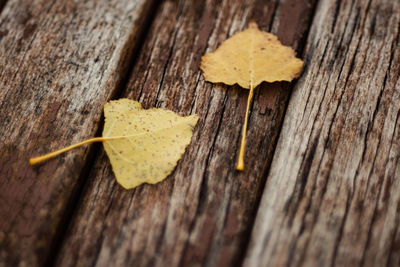 Close-up of dry leaf on wood