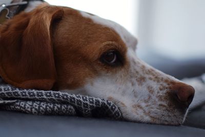 Close-up of dog looking away