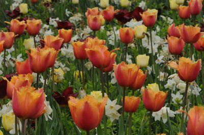 Close-up of tulips in field