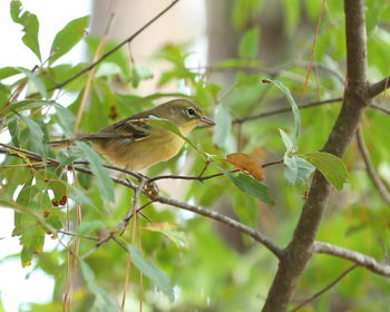 Low angle view of bird perching on tree