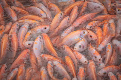 Close up of fish in a fish farm