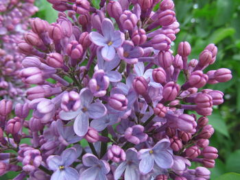 Close-up of pink flowers