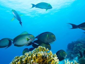 Yellowfin surgeonfish