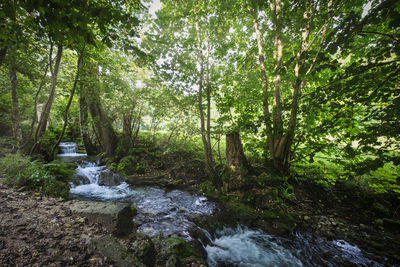 Stream flowing through rocks in forest