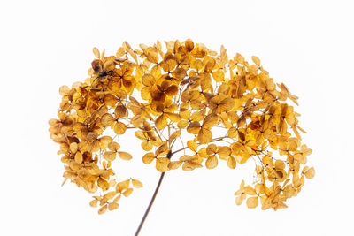 Close-up of dried leaves against white background