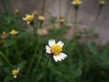 Close-up of white daisy flower