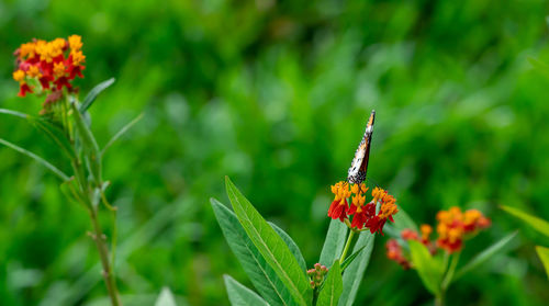 Close-up of butterfly pollinating on orange flower