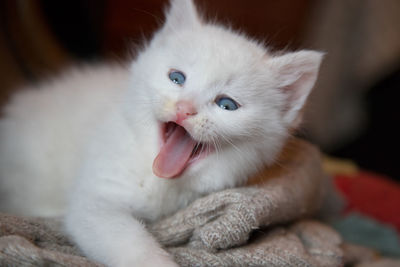 Close-up of white cat with kitten at home