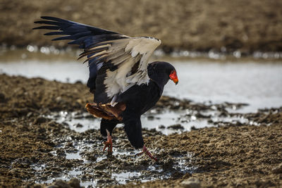 Close-up of bird perching on field