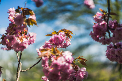 Close-up of bee pollinating on pink flower