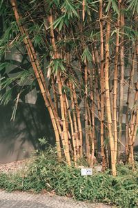 Plants growing on a tree