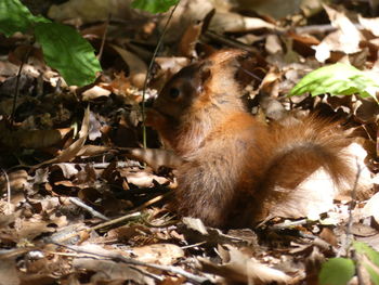 Close-up of an animal on field