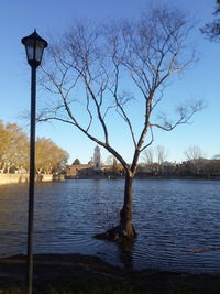 Bare trees by calm lake