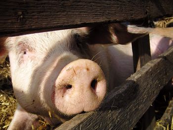 Close-up of goat