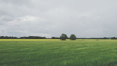 Scenic view of grassy field against sky