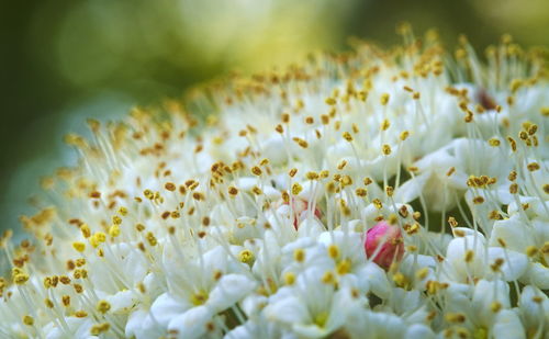 Close-up of white flowering plants