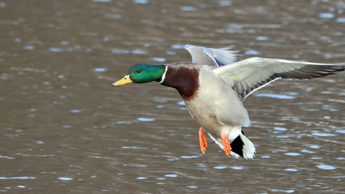 Close-up of a bird flying over lake