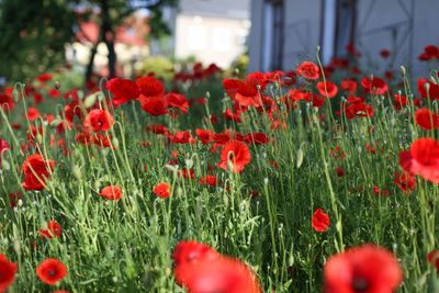 Close-up of red flowers blooming outdoors