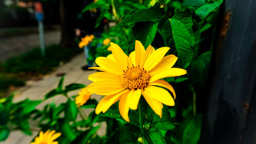 Close-up of yellow flower