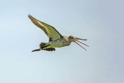 Low angle view of a bird flying