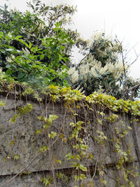 Plants growing in park