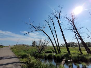 Bare trees on field against sky