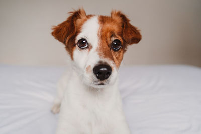 Portrait of dog on bed at home