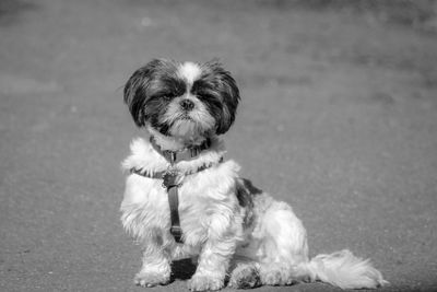 Portrait of puppy sitting outdoors