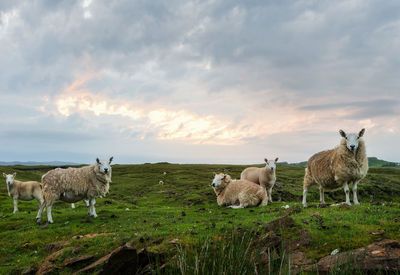 Sheep standing in a field