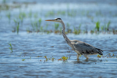 Grey heron wading through shallows in sunshine