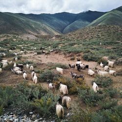 High angle view of sheep walking on mountain against sky