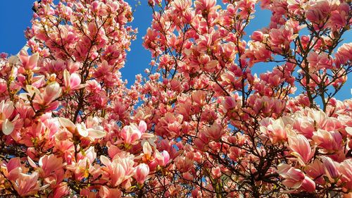 Low angle view of pink cherry blossoms in spring