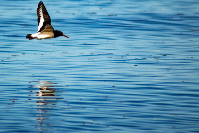 Seagulls flying over lake