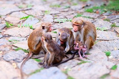 Monkeys sitting outdoors