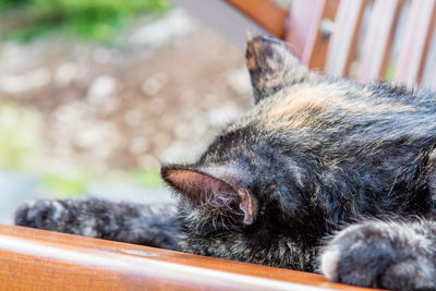 Close-up of cat sleeping