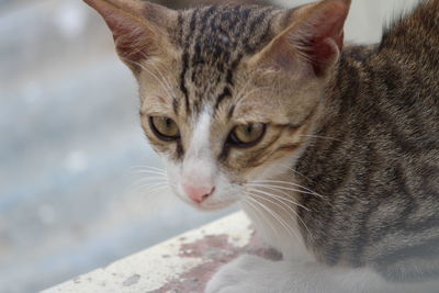 Close-up portrait of cat
