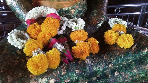 Close-up of multi colored flowers